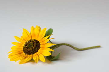Obraz premium Sonnenblume