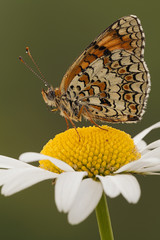 farfalla