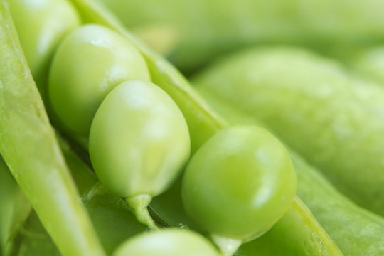 Green peas in a pea pod in macro