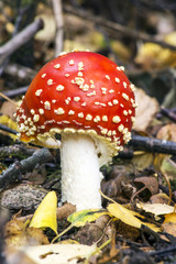 Fly Agaric