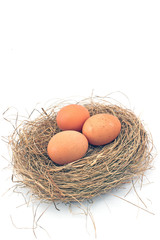 Eggs in Nest isolated on white