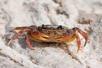 Crab