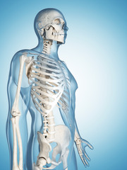3d rendered illustration of the male skeleton