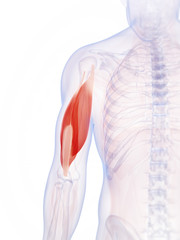 3d rendered illustration of the triceps
