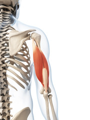 3d rendered illustration of the triceps