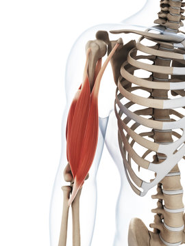 3d rendered illustration of the upper arm muscle