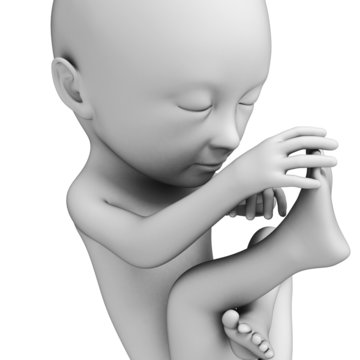 3d rendered illustration of a fetus, month 7