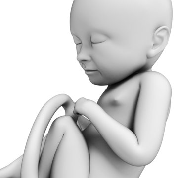 3d rendered illustration of a fetus, month 8