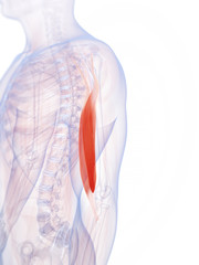 3d rendered illustration of the biceps