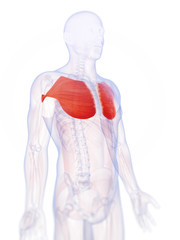 3d rendered illustration of the pectoralis major