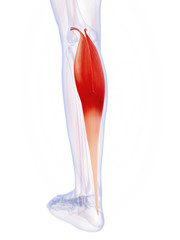 3d rendered illustration of the gastrocnemius muscle