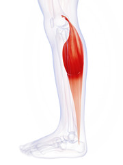 3d rendered illustration of the gastrocnemius muscle