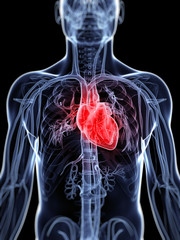 3d rendered illustration of the vascular system