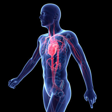 3d rendered illustration of the vascular system