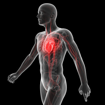 3d rendered illustration of the vascular system