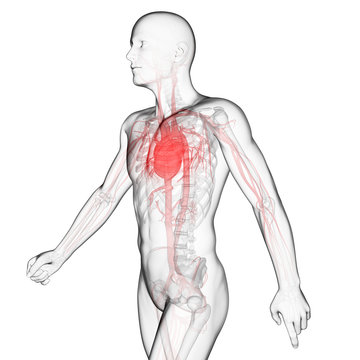 3d rendered illustration of the vascular system