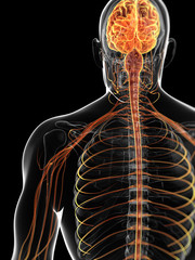 3d rendered illustration of the male nervous system