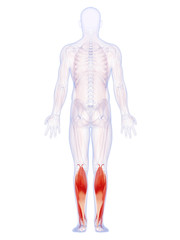 3d rendered illustration of the lower leg muscles