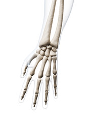 3d rendered illustration of the human skeleton