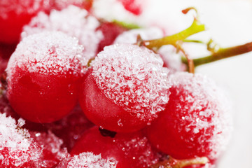 Frozen red currant berries.