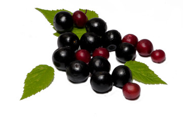 Blackcurrant