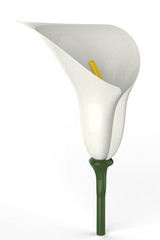 tulip flower