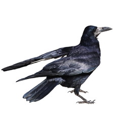 Rook isolated on white background