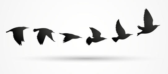 Vogelzug Vektor Silhouette