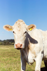 Fototapeta na wymiar Cow on the Meadow
