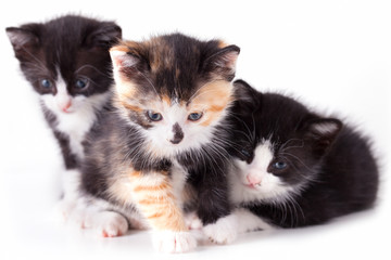 puppy cat on white background