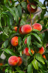 Peaches on a tree between green leaves