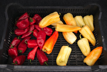 Pepper