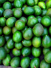Avogado