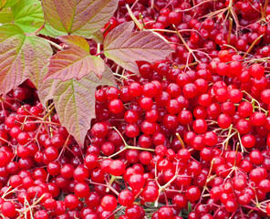 viburnum berries and leaves