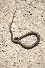 Kleine Ringelnatter im Gebirge in Oberösterreich