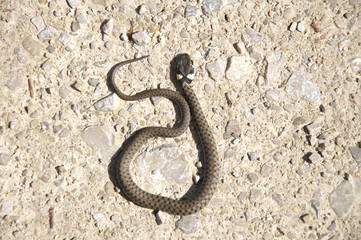 Kleine Ringelnatter im Gebirge in Oberösterreich