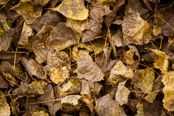 fallen leaves background