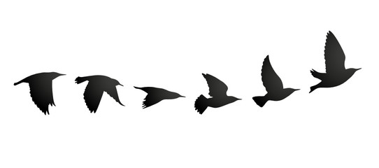 13 803 Vogel Schwarz Fototapeten Leinwandbilder Und Aufkleber Wallsheaven