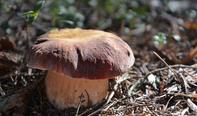 Cep mushroom