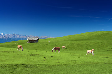 Obraz na płótnie Canvas Horses grazing on a pasture
