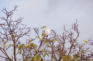 Sulphur Crested Cockatoo