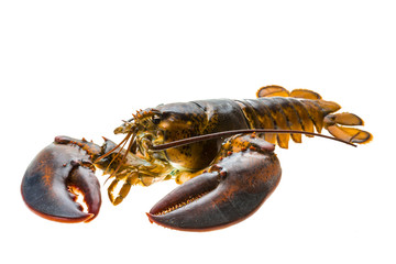 Raw lobster