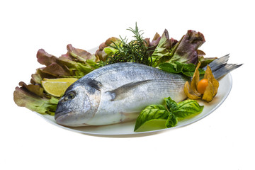 Fresh raw dorada
