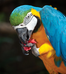 macaw parrot