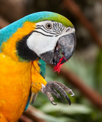 macaw parrot