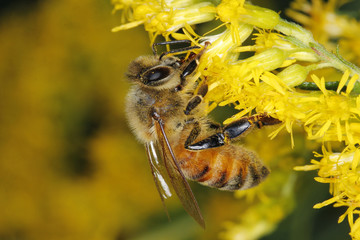 Honeybee on Goldenrod