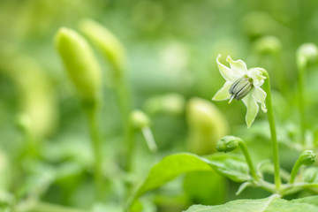 closeup fresh tropical chili flower.