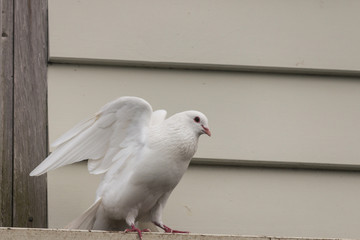 white pigeon taking off