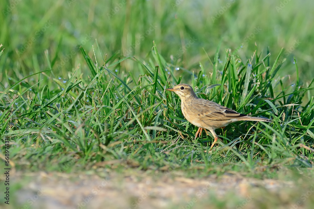 Wall mural bird in the pond (paddyfield pipit) in field background , chiang