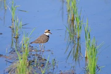 Bird in the pond (Little Ringed Plover) in field background , Ch